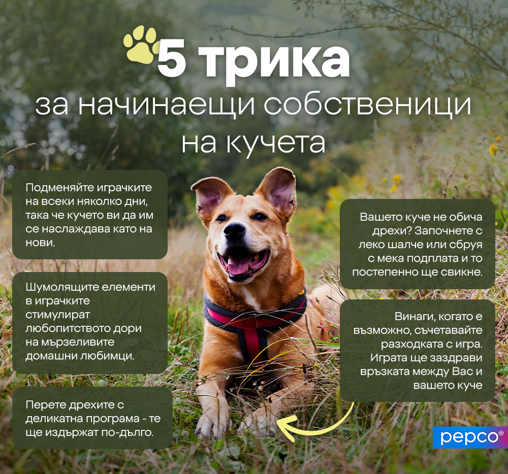 5 трика за начинаещи собственици на кучета: